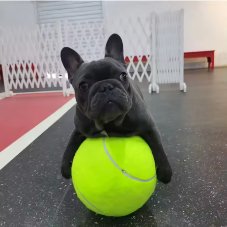 Pet Oversized Ball Toy