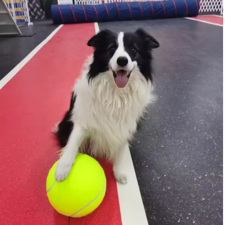 Pet Oversized Ball Toy